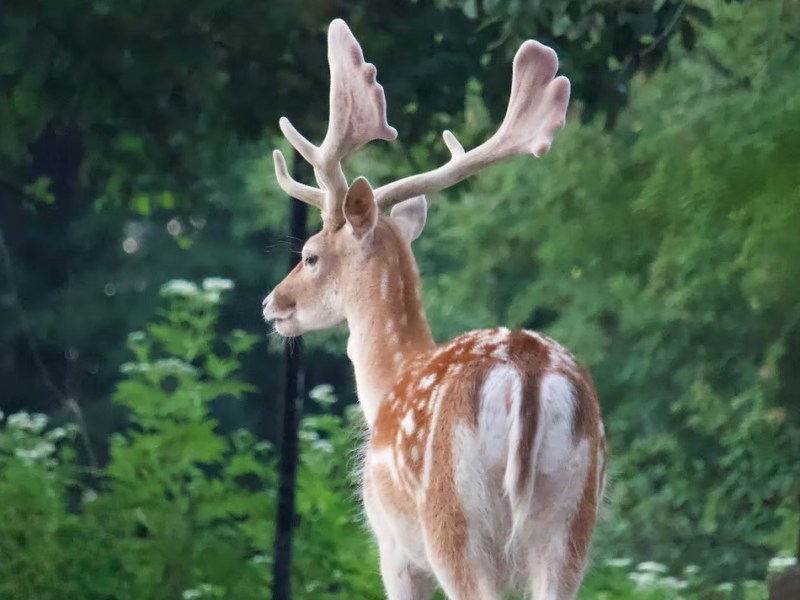 🌳 Polonezköy Country Club: Doğayla İç İçe Ailece Eğlence 🐾&nbsp;🌲