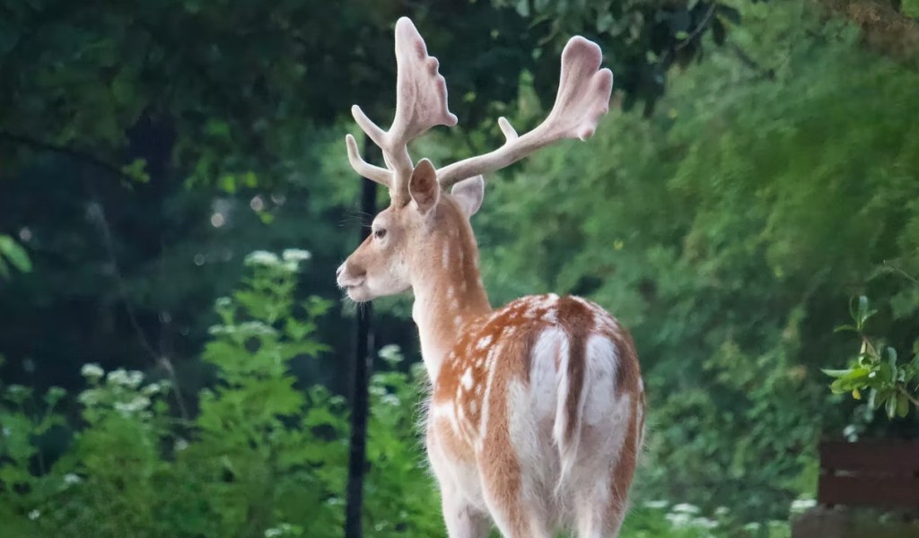 🌳 Polonezköy Country Club: Doğayla İç İçe Ailece Eğlence 🐾&nbsp;🌲