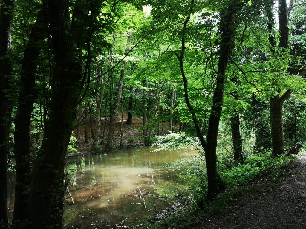 🌳🍄 Belgrad Ormanı: İstanbul’un Bentler ile Kaplı Orman Hazinesi&nbsp;🍄🌳